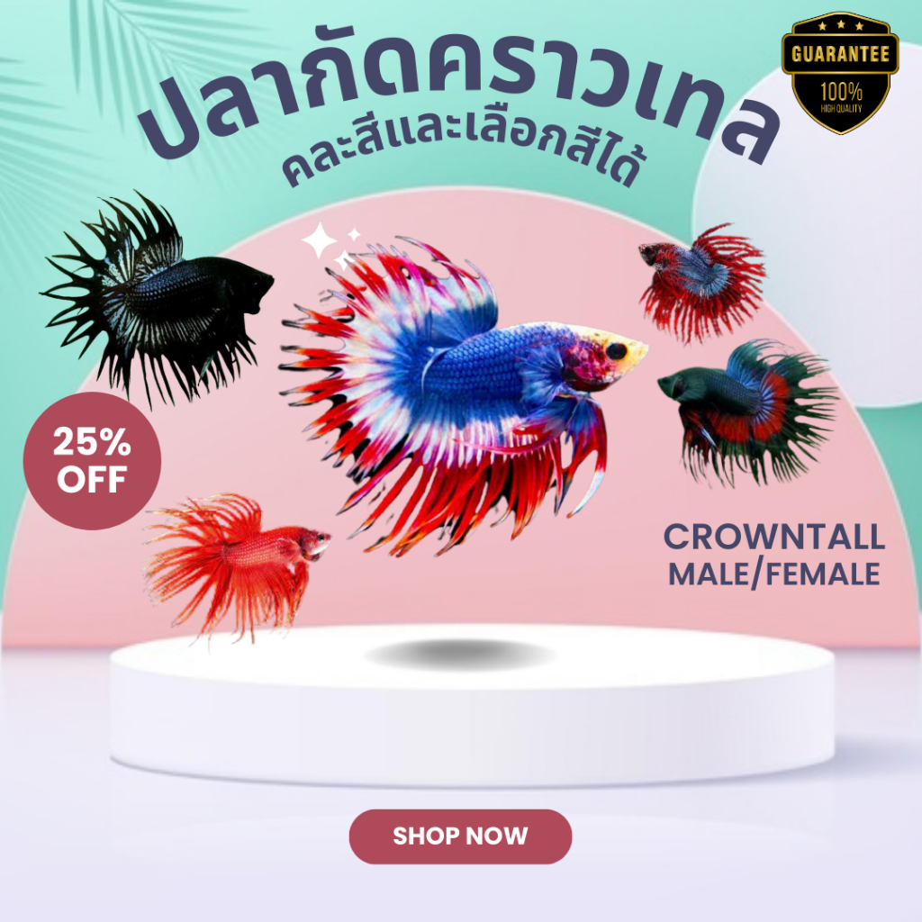 คราวเทลหางมงกุฎ สำหรับปลากัดคราวเทล คละสี เลือกเพศได้ รับประกันการขนส่ง