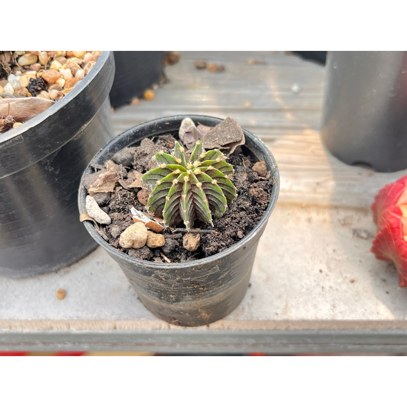 ยิมโน LB2178               LBแท้