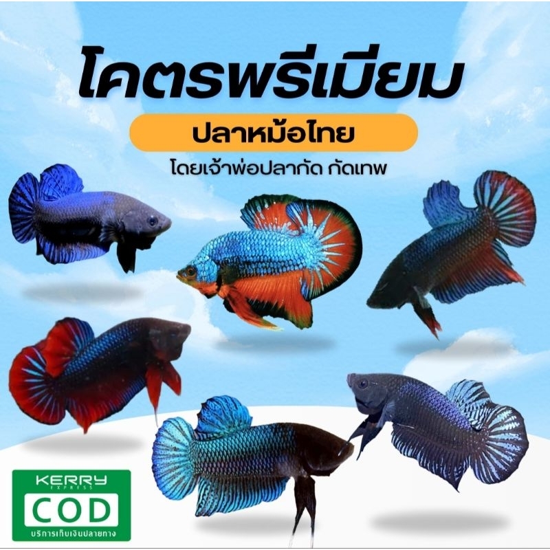 พร้อมส่ง กัดหม้อไทย คัดพิเศษ เกรดพรีเมี่ยม รับประกันการส่ง