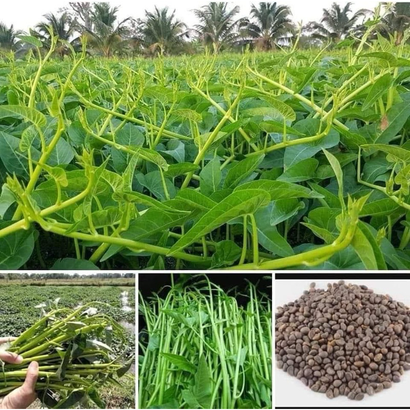 เมล็ดพันธุ์ผักบุ้งแก้วเมล็ดพันธุ์ผักบุ้งแก้ว สั่ง2ซองแถม1ซอง