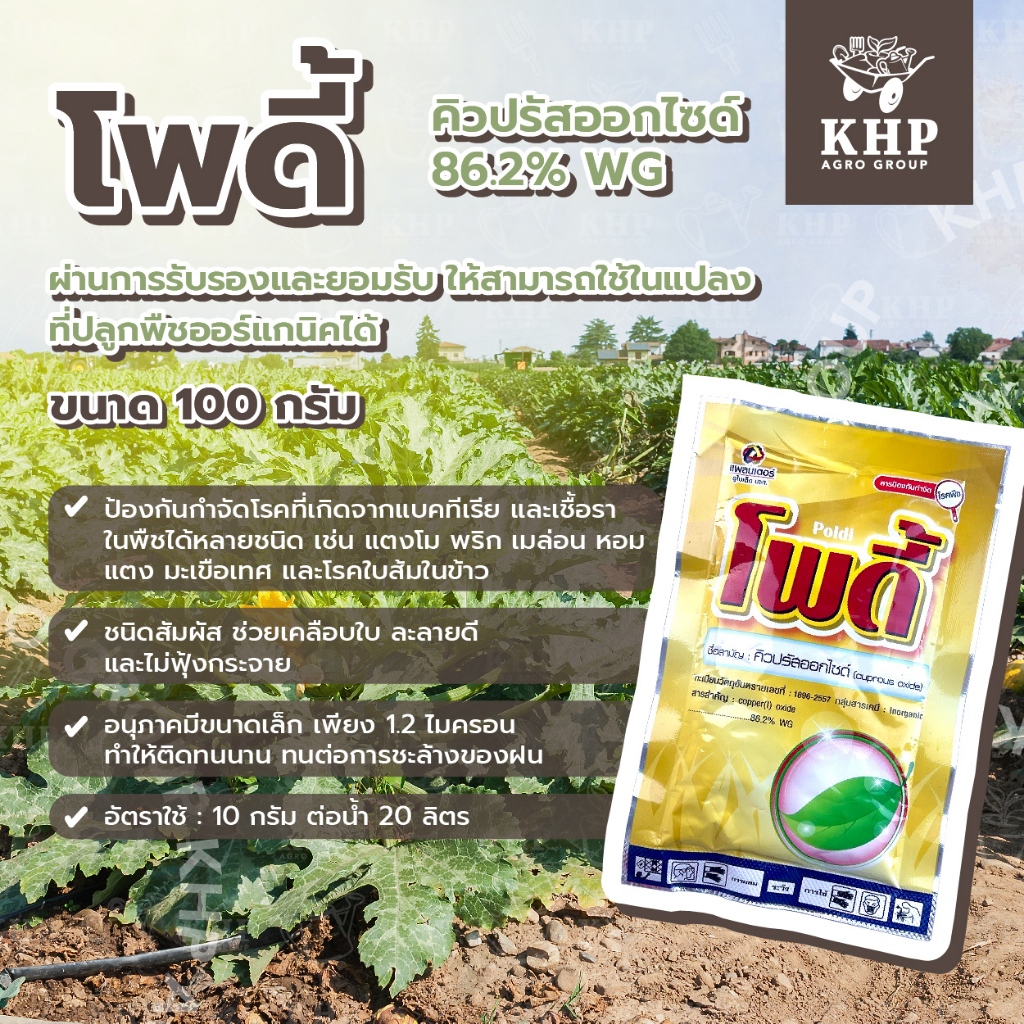โพดี้ รักษาใบไหม้ ใบแห้ง แคงเกอร์ แบคทีเรีย (บริษัท แพลนเตอร์) 100 กรัม (สั่งซื้อไปขายหรือซื้อจำนวนมากทักแชทเลยจ้า)