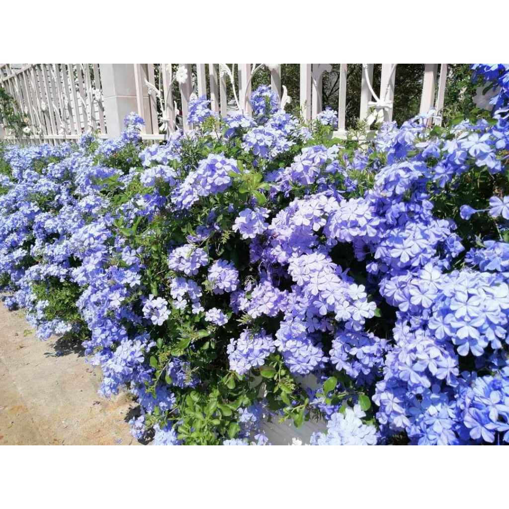 ต้นพยับหมอก ไม้จัดสวน ชอบแดดกระถาง 11 นิ้ว ดอกสีม่วงอมฟ้าสวยๆออกดอกตลอดปี ต้นแข็งแรงพร้อมปลูก เสียหายจากขนส่งเคลมฟรีค่ะ