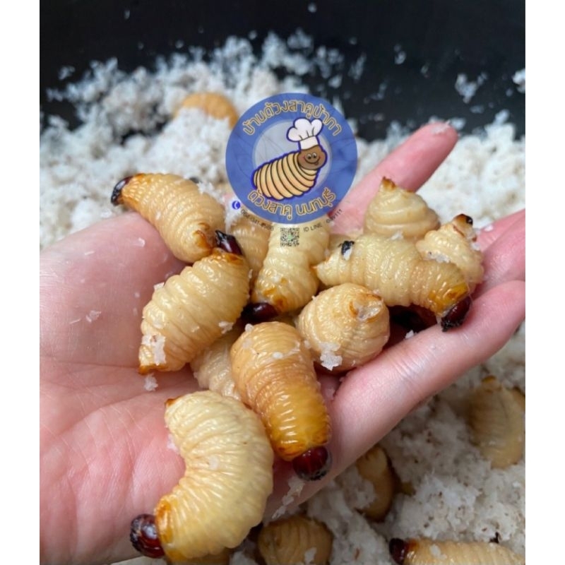 ด้วงสาคูสด ด้วงมะพร้าว ออแกนิค 100กรัม Sago Beetle