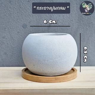 🌰ต้นบัวบกโขด (Stephania erecta Craib) พร้อมกระถาง+จานรองไม้+หินภูเขาไฟแต่งหน้ากระถาง