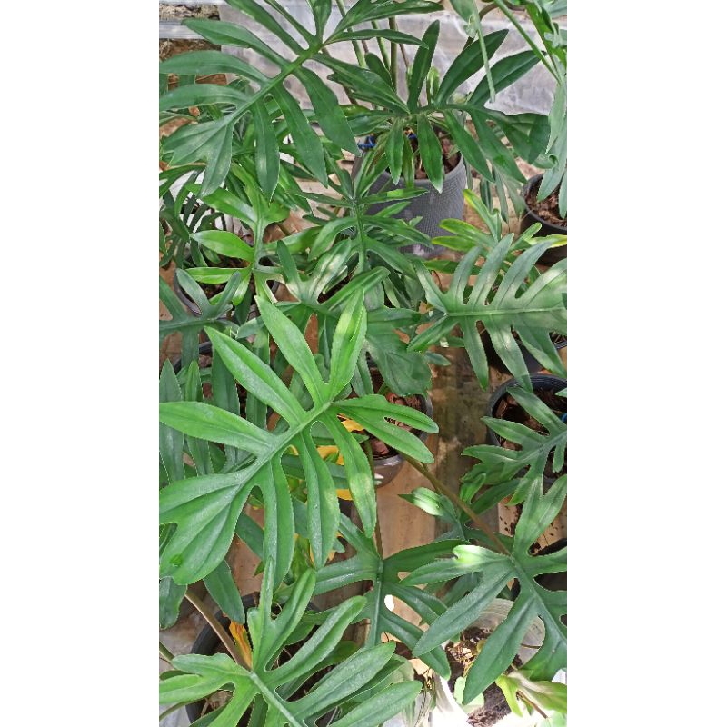ฟิโลเดนดรอนมาโยอิ philodendron mayoiต้นซานาดู