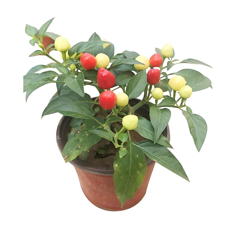 100 เมล็ด เมล็ดพันธุ์ พริกสีรุ้ง พริก 7 สี โตไว พุ่มใหญ่ปลูกประดับสวยมาก พริกประดับ สีสวย - รูปที่ 3