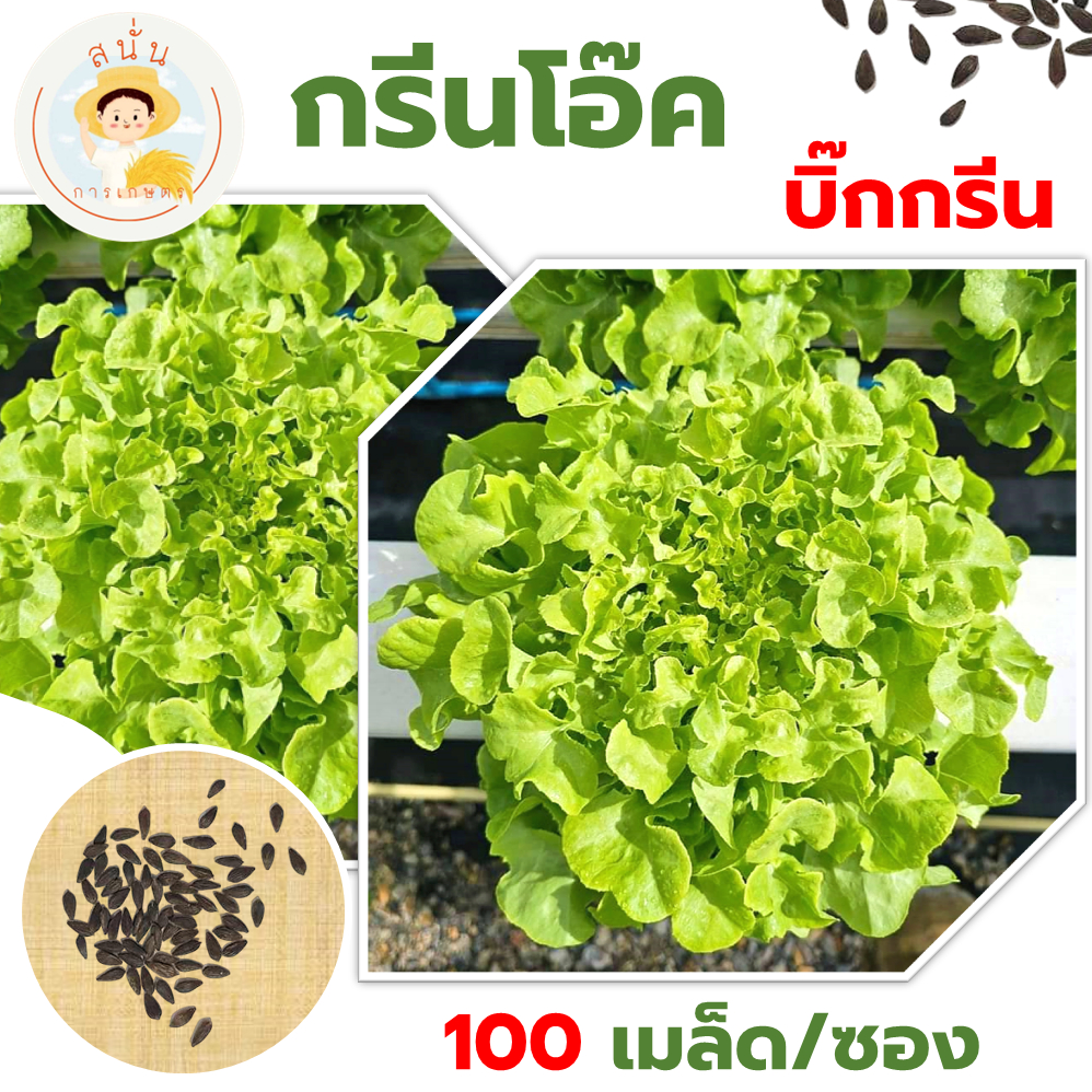 เมล็ดพันธุ์ผัก กรีนโอ๊ค บิ๊กกรีน (Green Oak) สลัด ใบใหญ่ สีเขียว ใบหยัก ก้านใบกรอบ (1 ซอง 100 เมล็ด)