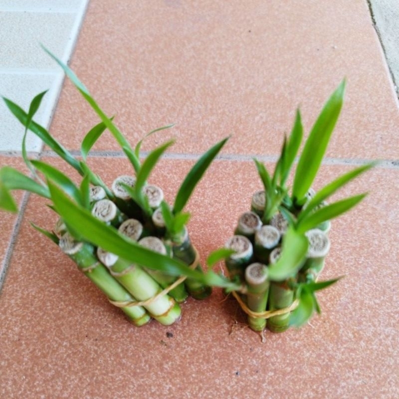 ไผ่กวนอิมหน่อตรง 5 ซม.