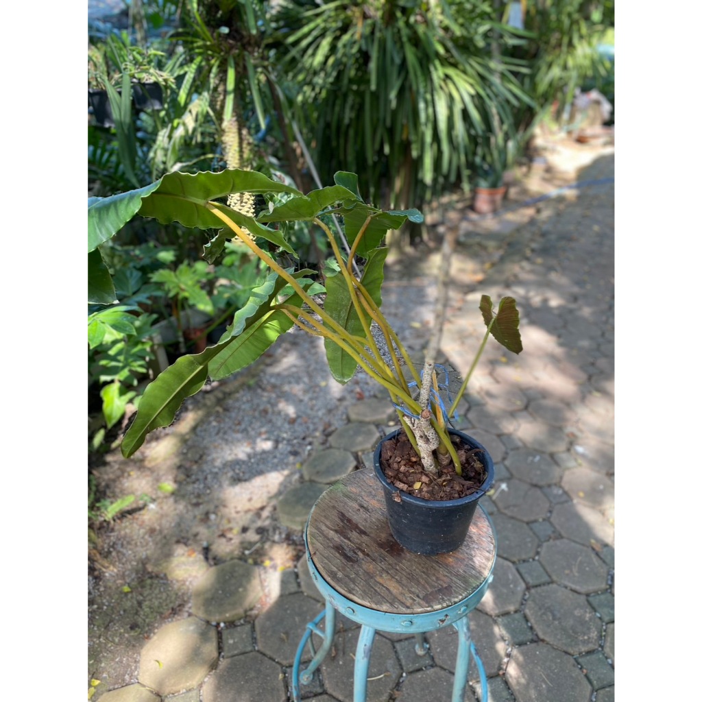 philodendron bilatea x atabaponse ก้านน้ำตาล