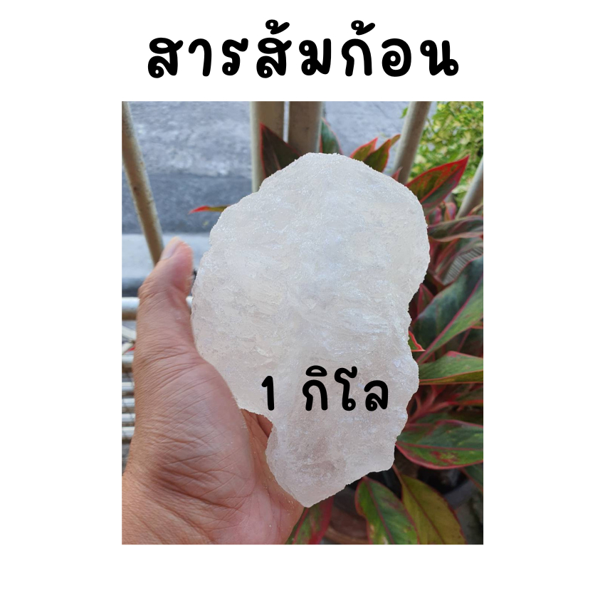 💎สารส้ม 1 กิโลกรัม💎ชนิดก้อน แกว่งน้ำใส ระงับกลิ่นกาย สารแกว่งน้ำ สารส้มละลายน้ำล้างถั่วงอก