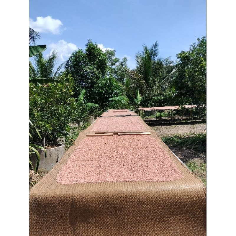 สาคูต้นพัทลุง น้ำหนัก 5 กิโลกรัม (5 ถุง) - รูปที่ 7