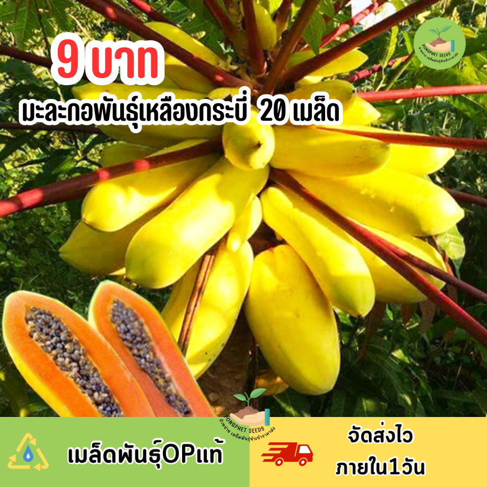 9บาท เมล็ดพันธุ์มะละกอเหลืองกระบี่ 20 เมล็ด