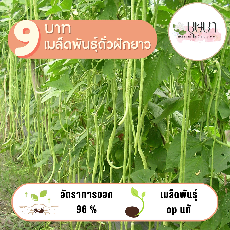เมล็ดพันธุ์ถั่วฝักยาว 20 เมล็ด 9 บาท
