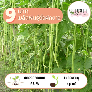 เมล็ดพันธุ์ถั่วฝักยาว 20 เมล็ด 9 บาท