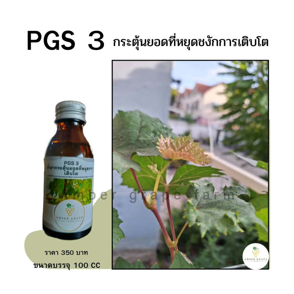 Amber grape farmPGS 3กระตุ้นยอดอ่อนต้นองุ่นที่หยุดการเติบโตก้านดอกพวงยอดขั้วผลแข็งแรงยืดช่อแทนจิ๊บ