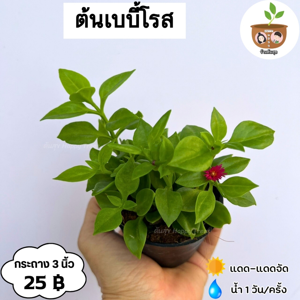 ต้นเบบี้โรส จัดส่ง 2 ต้นขึ้นไป คละแบบได้