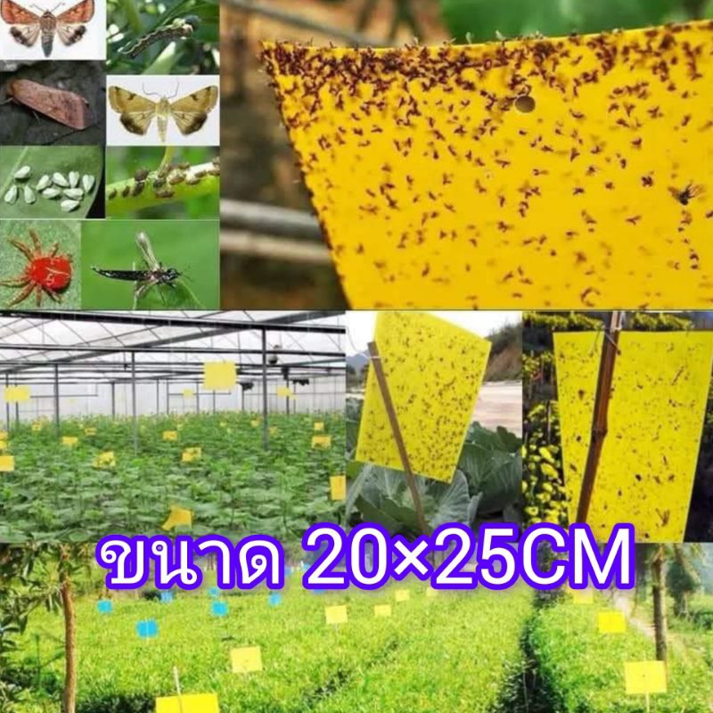 แผ่นกาวดักแมลง ขนาด 20×25 CM จำนวน 100 แผ่น