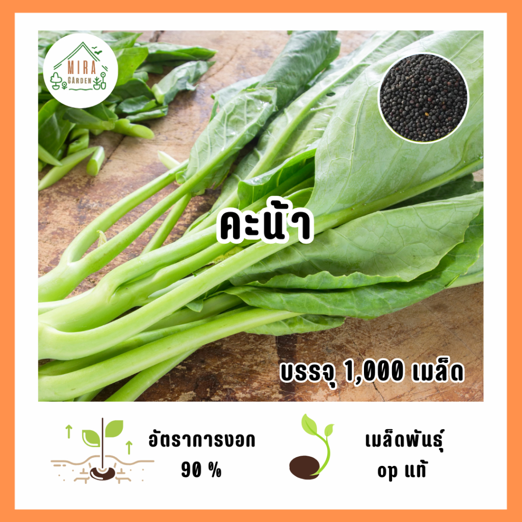 9บาท คะน้ายอด 1,000 เมล็ด