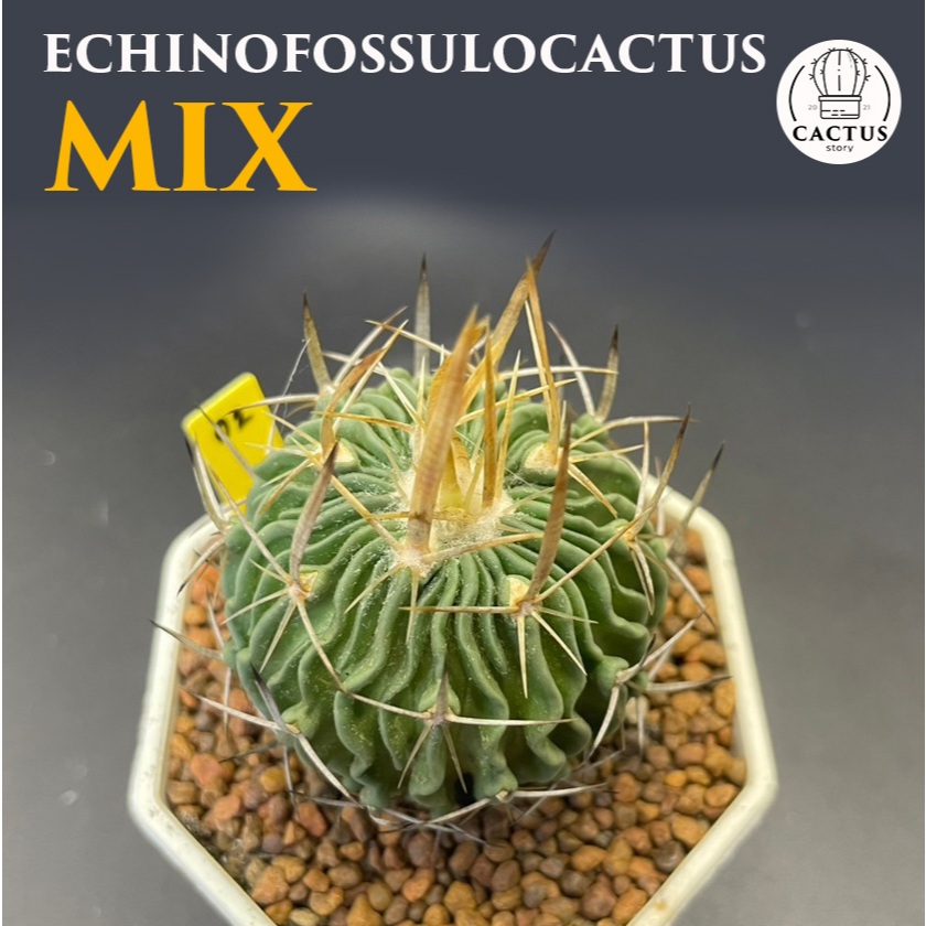 คลื่นสมอง Echinofossulocactus  ไม้เมล็ด