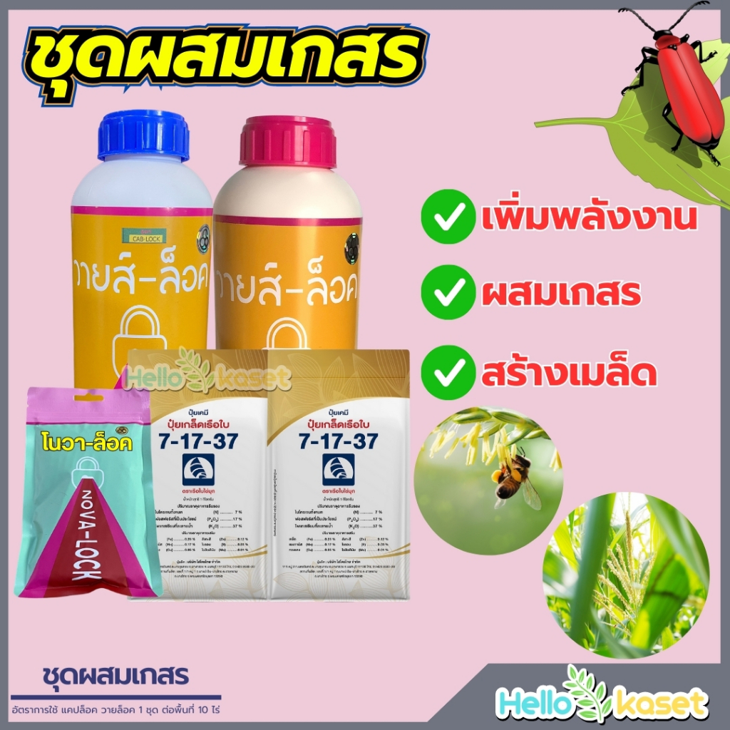 ชุดเร่งผสมเกสรข้าวโพด ช่วงออกดอกหัว ชุดฉีด 10 ไร่ แคปล็อค1+วายล็อค1+โนวา1+ปุ๋ย7-17-37=2โล