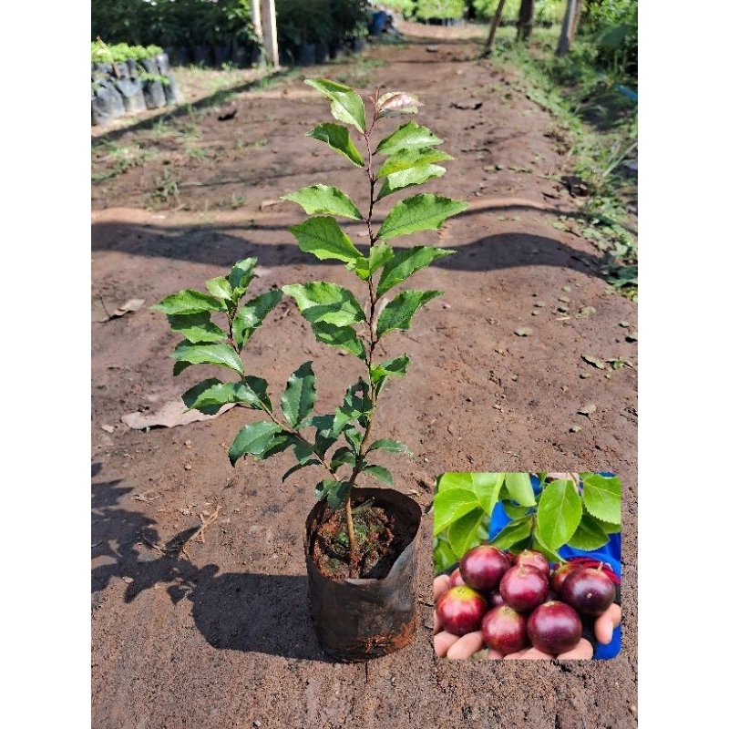 ต้นตะขบยักษ์🍒(เพาะเมล็ด)สูง20-30ซม.ชุด 2ต้น 99บาท ต้นพร้อมปลูก