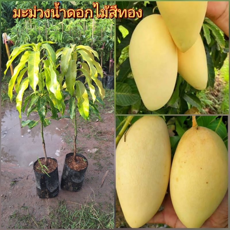 ต้นมะม่วงน้ำดอกไม้สีทอง สูงประมาณ 60-80 ซม.เป็นพันธุ์เสียบยอด