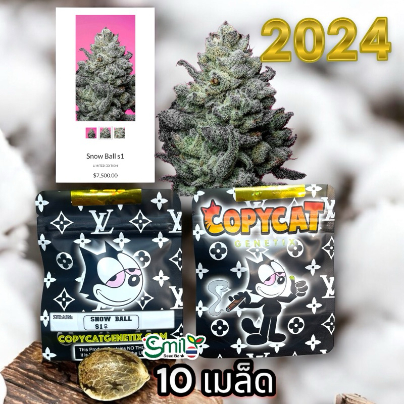 เมล็ดกัญชา Snow Ball S1 (Fem) New 2024* - Copycat Genetix