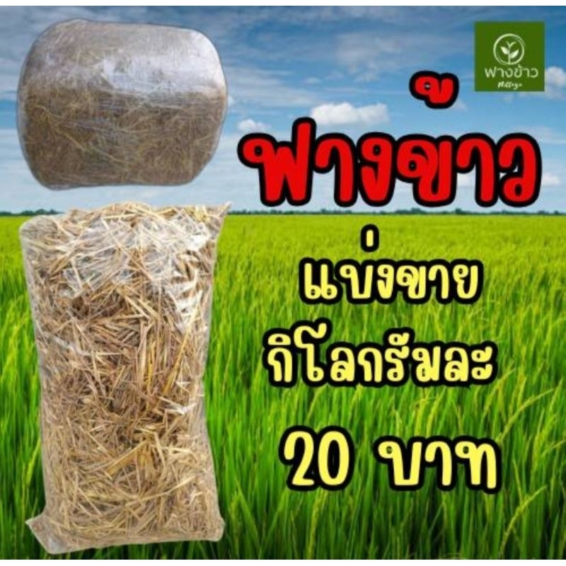ฟาง ฟางข้าว สดใหม่ ฤดูนาปี แบ่งขายกิโลกรัมละ 20 บาท