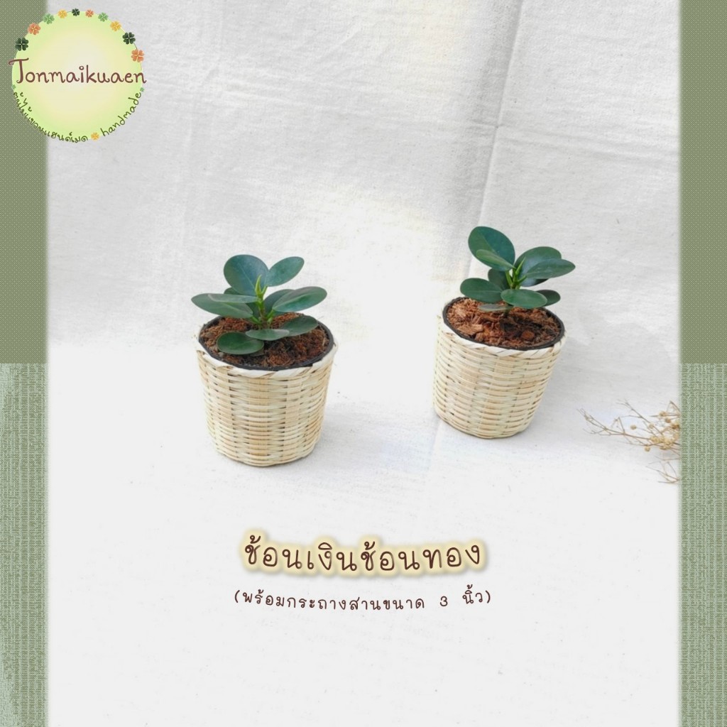 ช้อนเงินช้อนทอง (ficus annulata) ต้นไม้มงคล ฟอกอากาศ พร้อมกระถางสานไม้ไผ่ ขนาด 3 นิ้ว สำหรับตั้งโต๊ะ