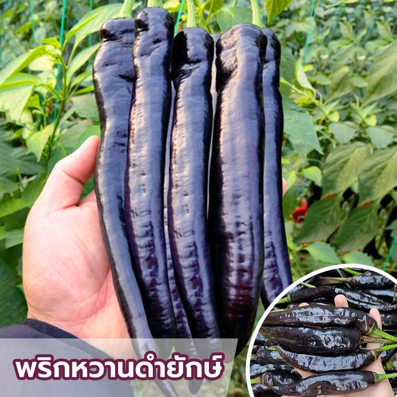 เมล็ดพันธ์ุ พริกหวานดำ พริกหยวกสีดำ พันธ์ุพริก บรรจุซองละ100 เมล็ด