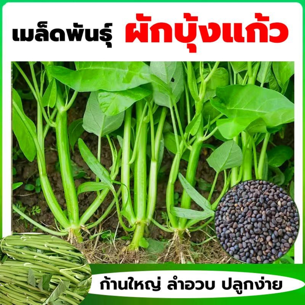 เมล็ดพันธุ์ ผักบุ้งแก้ว ผักบุ้งแตกกอ ปลูกยังไงก็คุ้ม ซองละ 200 เมล็ด