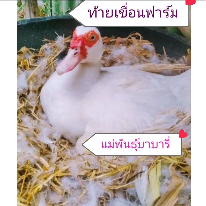 ไข่เชื้อเป็ดบาบารี่ (เป็ดเนื้อไข่ฟองโต)