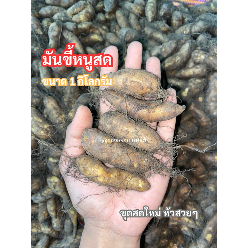 มันขี้หนู มันขี้หนูดิบ ขุดใหม่หัวสวยๆ หวานมัน ปอกเปลือกง่ายเนื้อเยอะ ขนาด 1 กก. มีส่งตามฤดูเท่านั้น