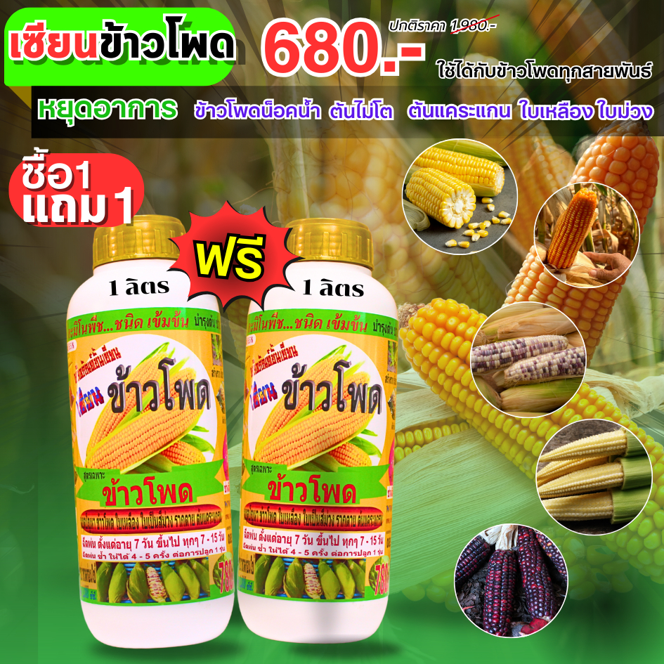 เซียนข้าวโพด 1แถม1 ทรงฟักยาว เพิ่มผลผลิต รากและต้นแข็งแรง ช่วยเพิ่มรสชาติให้หวาน อายุเก็บเกี่ยวสั้นลง ทนต่อโรคและแมลง