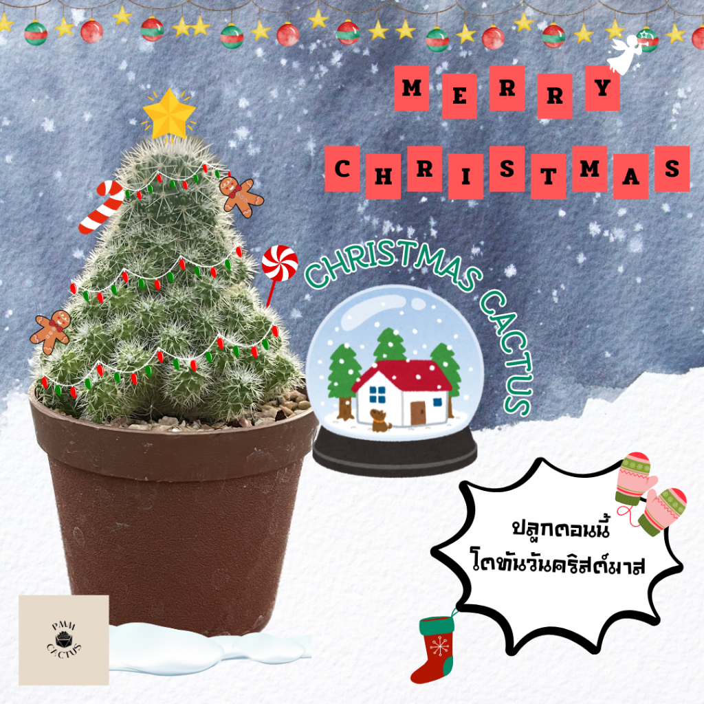 คริสต์มาส แคคตัส / แมมคริสต์มาส Christmas Cactus
