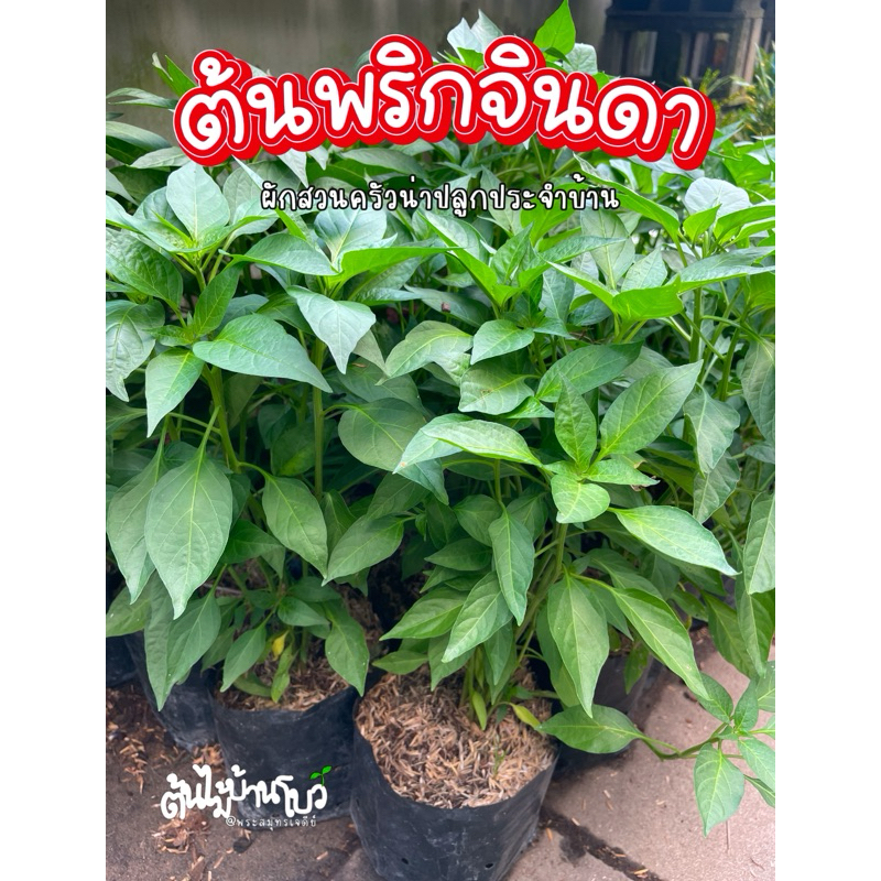 ต้นพริกจินดา จัดส่งแบบถุงชำ รากเดินดีแข็งแรง🌶️🌶️🌶️🌶️🌶️