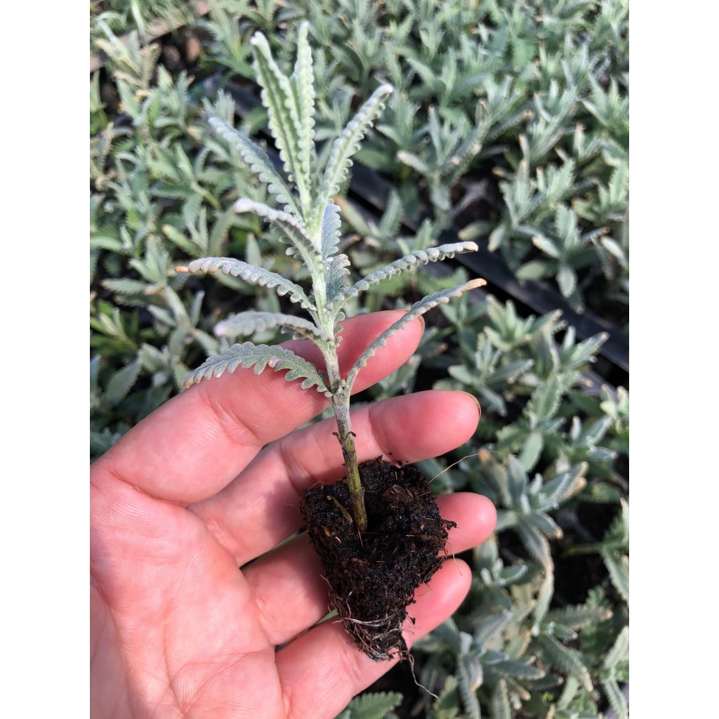 ลาเวนเดอร์ไฮบริดส์ (Lavandula hybrid) ความสวย และความหอม ที่มาพร้อมสารพัดประโยชน์ ลาเวนเดอร์ไฮบริดส์ (Lavandula hybrid)