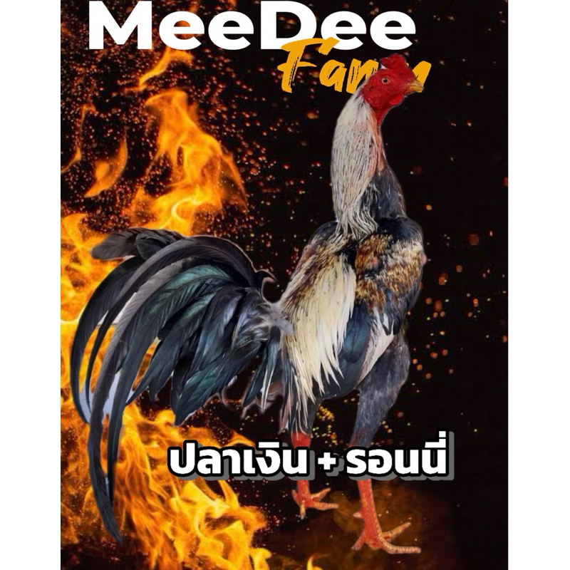 ไข่ไก่ชนพม่า  ปลาเงิน + รอนนี่  สายเลือดโกวเซ้ม100% (แม่นหูพิเศษ )