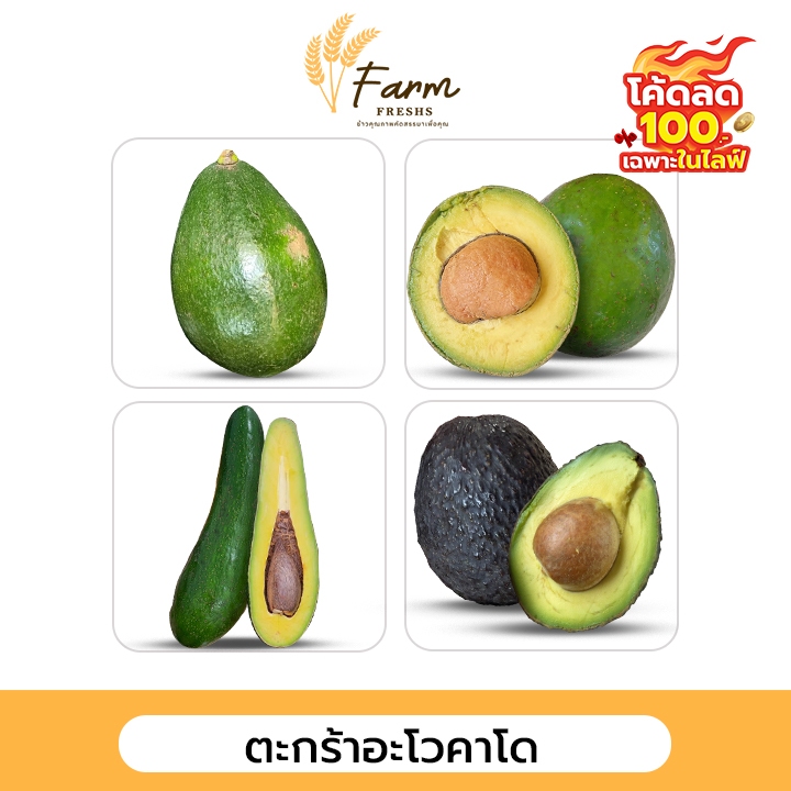 ส่งฟรีไม่ต้องใช้โค้ด ตะกร้าอะโวคาโด 034 / Booth7 / hass / พื้นเมือง สดใหม่ ส่งตรงจากสวน เกรดนำเข้า farm fresh