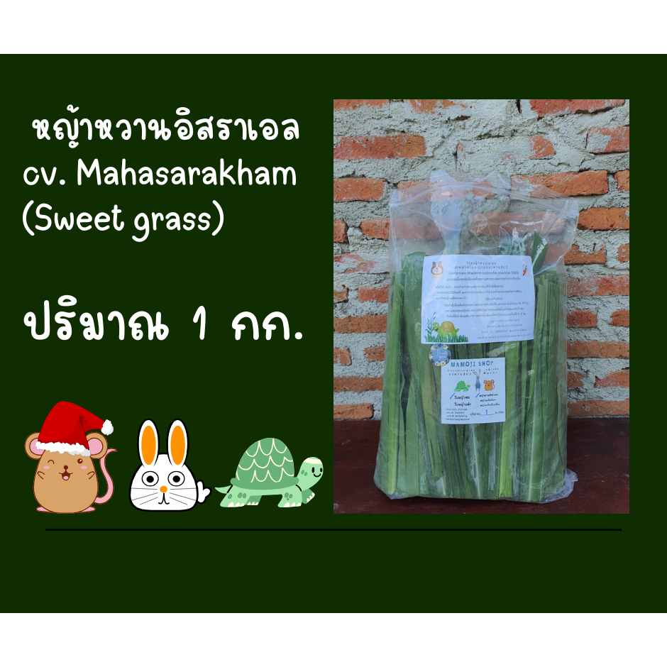 ใบหญ้าหวานสด 1 kg ปลอดสาร สำหรับกระต่าย เต่า หนู แกสบี้ เน่าเสียจัดส่งให้ใหม่