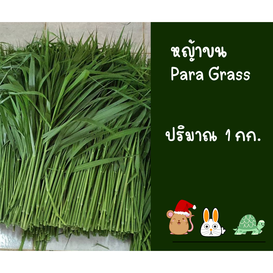 หญ้าขนสด 1 kg  ปลอดสารเคมี สะอาด ตัดเช้า ส่งบ่าย เน่าเหลืองยินดีเคลม สำหรับกระต่าย หนูแกสบี้ เต่า
