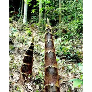 เมล็ดพันธ์ุไผ่ยักษ์ เมล็ดไผ่ ต้นไผ่ยักษ์ สายพันธ์ุแท้ บรรจุ 50 เมล็ด