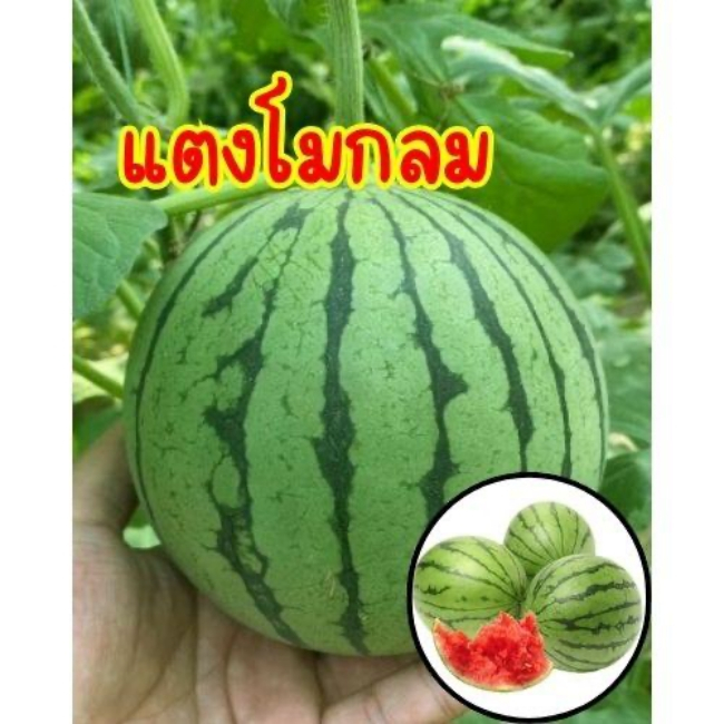 เมล็ดแตงโม ลูกดก เนื้อแน่นหวานฉ่ำ ปลูกได้ทุกพื้นที่ บรรจุ 30 เมล็ด