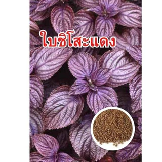 เมล็ดพันธ์ุต้นชิโสะแดง ใบงาเกาหลีแดง บรรจุ 100 เมล็ด