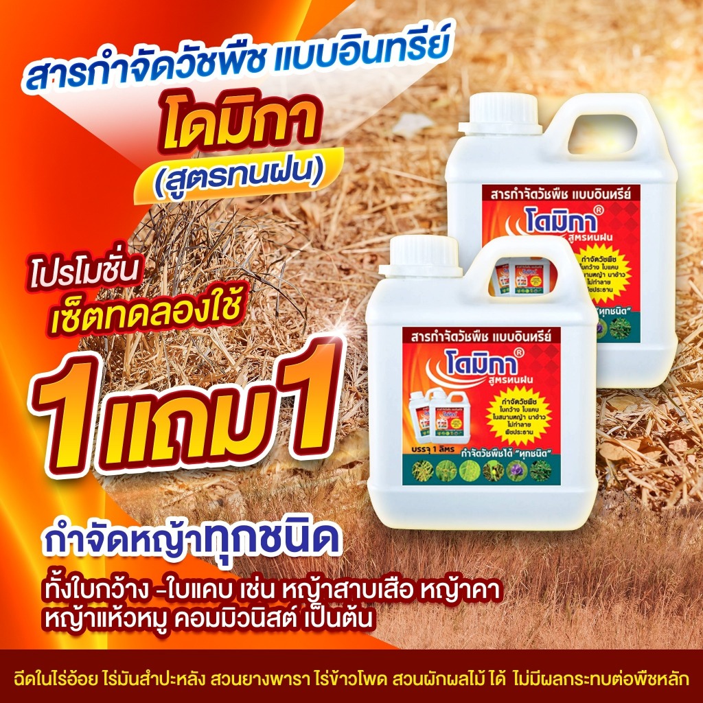 สารกำจัดวัชพืชแบบอินทรีย์ โดมิกา สูตรทนฝน (ซื้อ1เเถม1) กำจัดแห้วหมู ในไร่อ้อย ฉีดโดนต้น โดนใบได้ อ้อยไม่ตาย ส่งฟรี