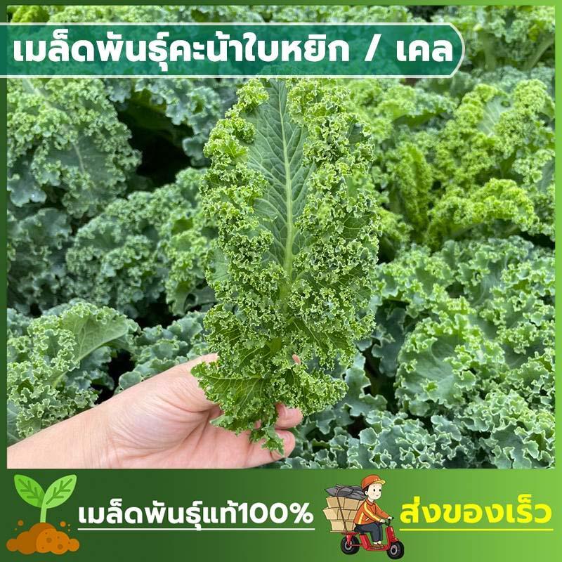 เมล็ดพันธ์ุผักเคล คะน้าใบหยิก ซองละ 120 เมล็ด

<p>“><center></p>
<h4></h4>
<p><p><font color=