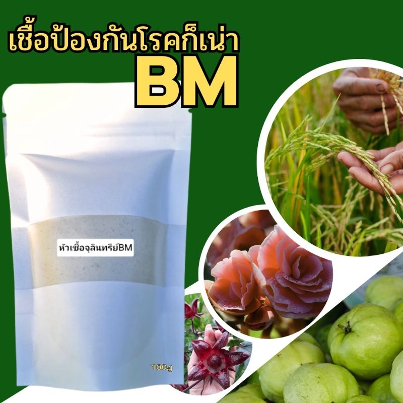 หัวเชื้อบาซิลลัสเมกะทีเรียมBMต้านโรคเน่าสร้างกรดอินทรีย์ละลายธาตุอาหารป้องกันโรคเน่าในพืชทุกชนิดจากเชื้อราและแบคทีเรีย