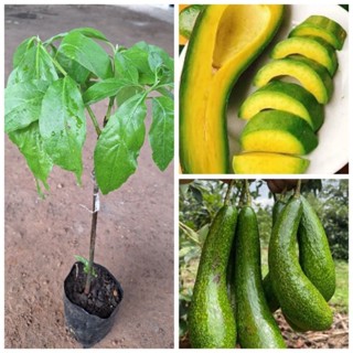 ต้นอะโวคาโด้พันธุ์ 034(เสียบยอด)ผลยาวเนื้อเหนียวนุ่มหวานมันค…