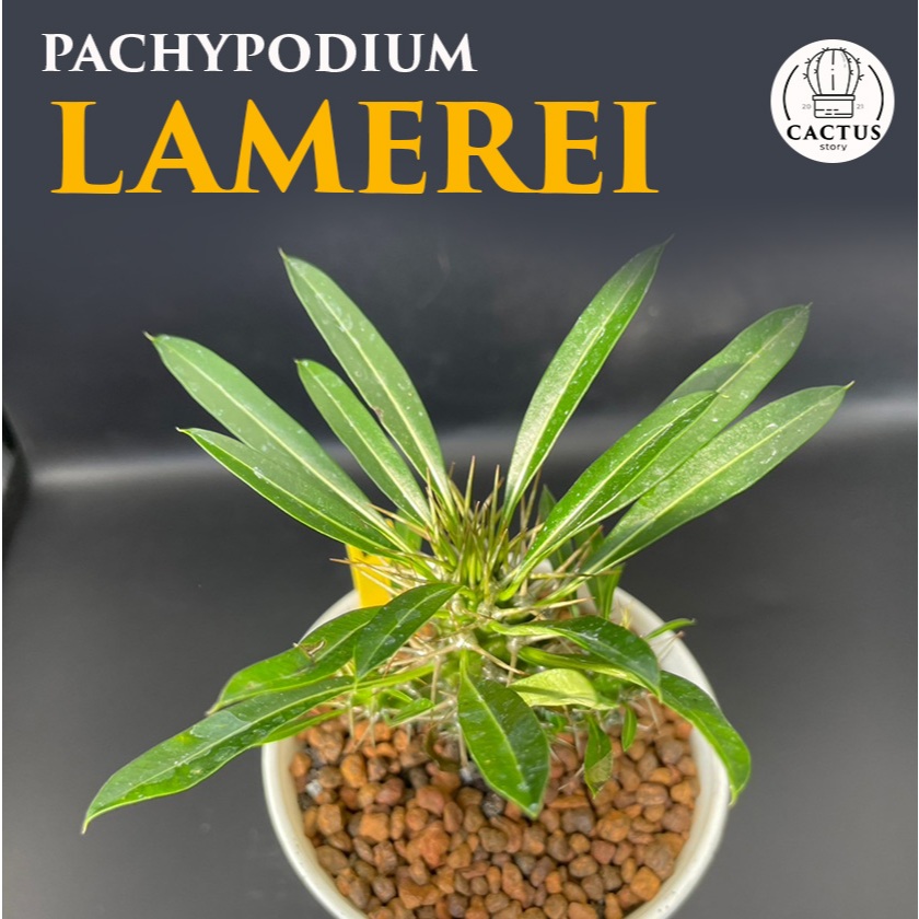 Pachypodium Lamerei พาชีโพเดียม ลาเมอริไอ กระถาง 5 นิ้ว