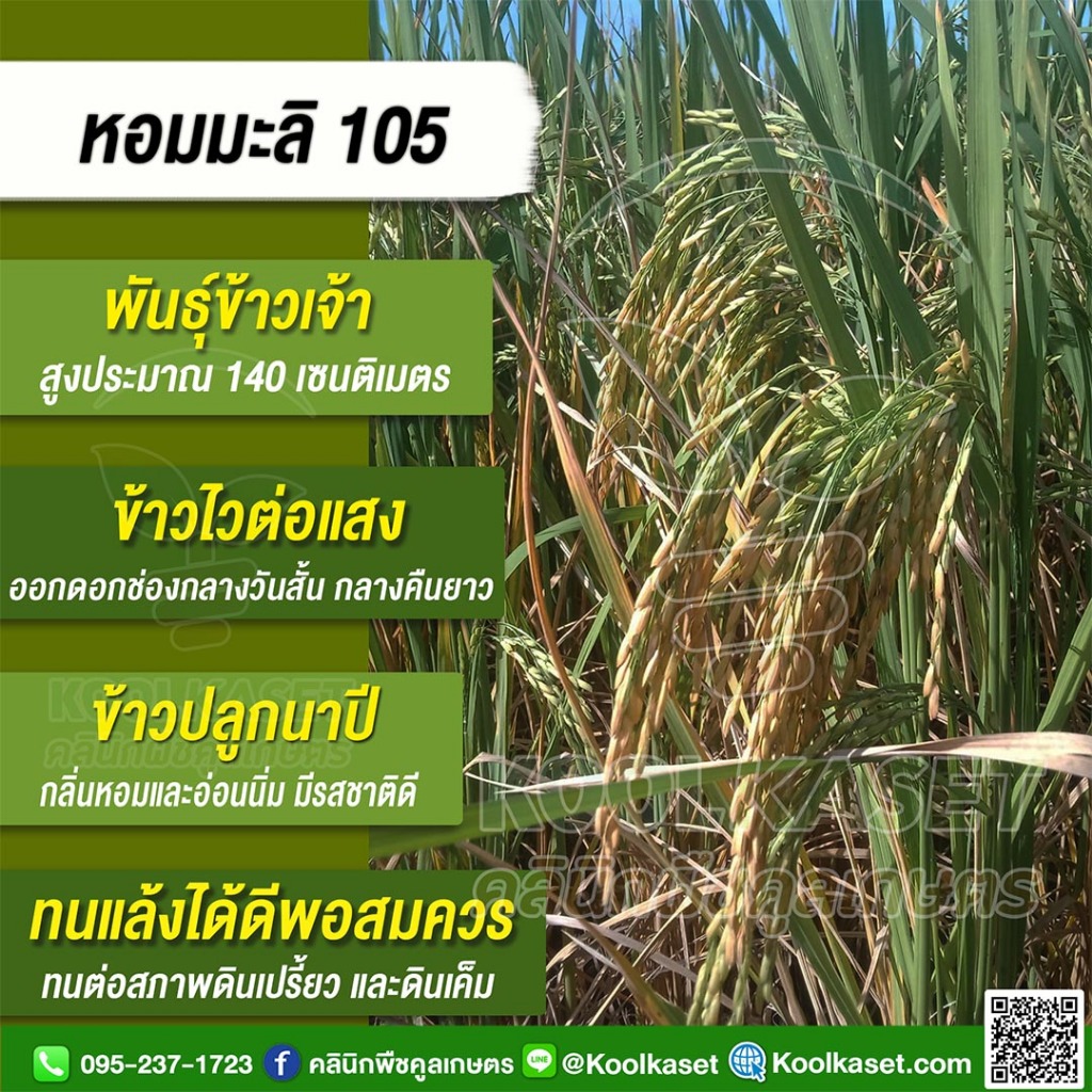 เมล็ดพันธุ์​ข้าว​ ข้าวเจ้า หอมมะลิ105 ข้าวนาปี ไวแสง หอม นุ่ม คุณภาพดี 1-15 กก. คูลเกษตร ไรซ์ KR1